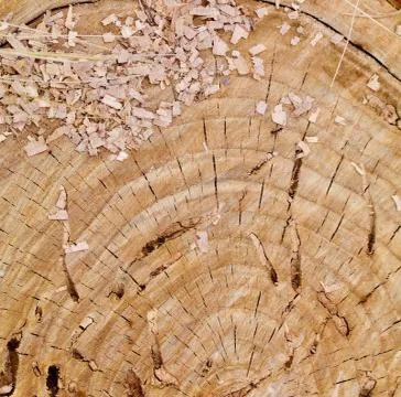 Fresh Cut Tree Cross Section Stock Photos