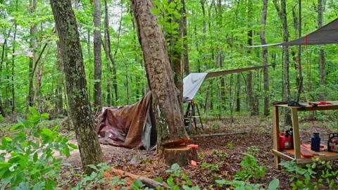 Fresh Cut: A Tree Falling to the Ground in the Woods Stockbeeldmateriaal 321369413