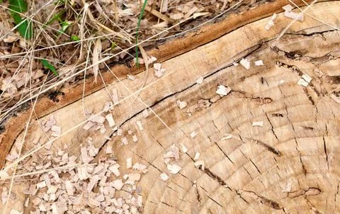 Fresh Cut Tree Partial Cross Section Stock Photos