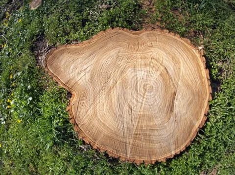 Fresh cut tree stump Stock Photos