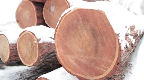 Fresh cut trees ready for shipping out from logging Stock Footage 61765902