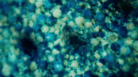 Fresh cut of tulip under microscope. Selection work to develop unique plant  Stock Footage 268489134