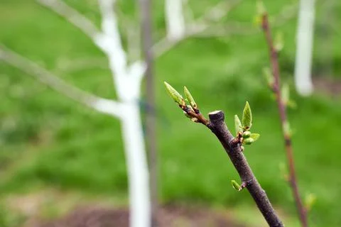 Fresh cut twig of the fruit tree with fresh green buds on beautiful spring Stock Photos