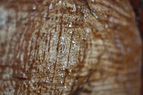 Fresh cuted pine tree trunk with bark and resin drips - close up, wooden back Stock Photos
