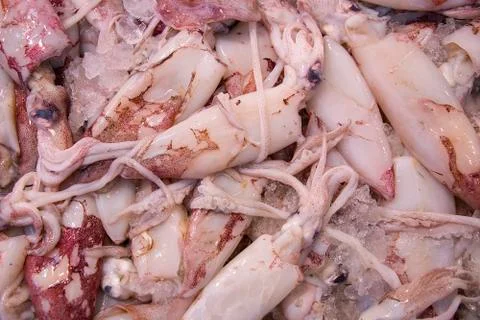 Fresh cuttlefish ready to be cooked in Isla Cristina market, seafood, Choco de Stock Photos