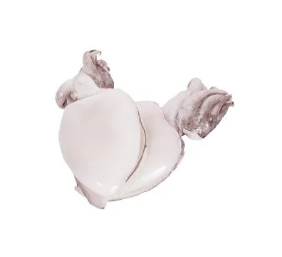 Fresh cuttlefish squid on white background Stock Photos