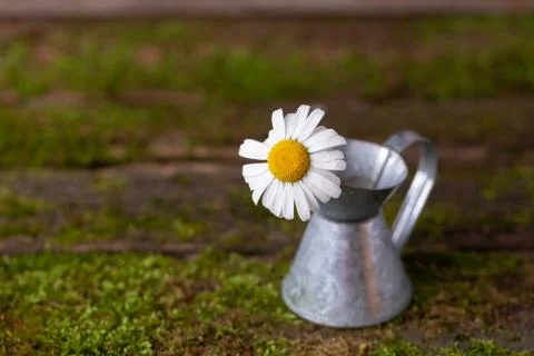 Fresh daisy in tiny iron jug on moss background Stock Photos