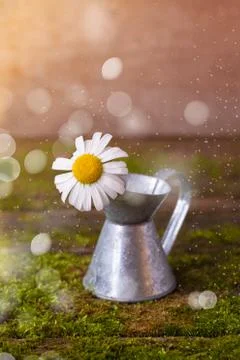 Fresh daisy in tiny iron jug on moss background Stock Photos