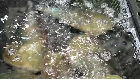 Fresh Daizi seafood Stock Footage 287186741