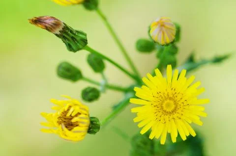 A fresh dandelion bunch Stock Photos