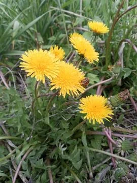 Fresh dandelion Stockfoto's