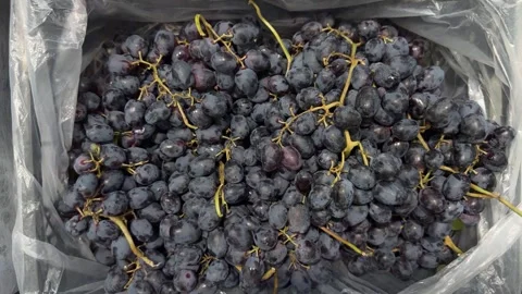 Fresh dark blue grape bunches with yellow stems fill a clear plastic bag Stock Footage 341950470