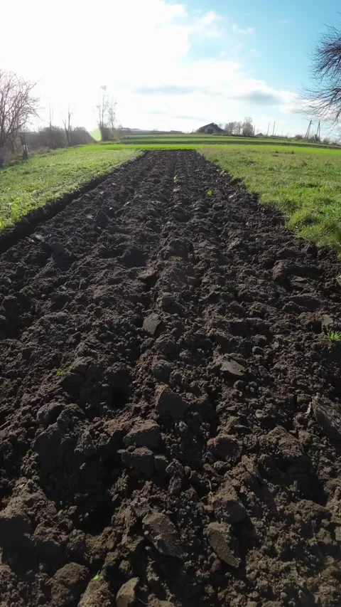 Fresh dark plowed soil with emerging green seedlings surrounded by grass Stock-Footage 302456516