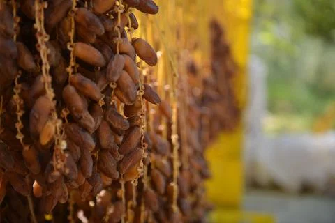 Fresh Date Clusters Ready For Harvest Stock Photos