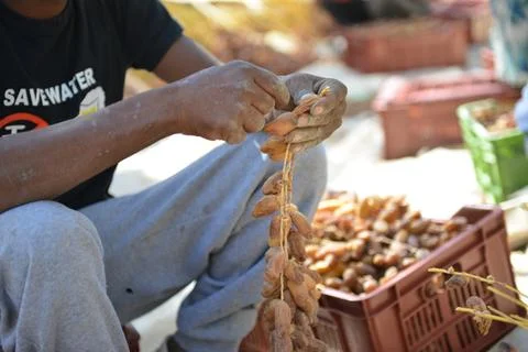 Fresh Dates in Harvest Crate Stock-Fotos
