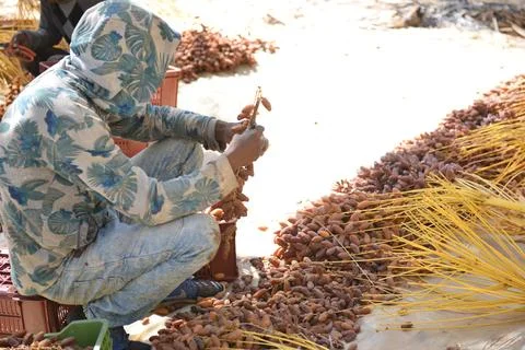Fresh Dates in Harvest Crate Fotos de archivo