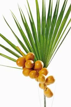 Fresh dates on palm leaf 스톡 사진