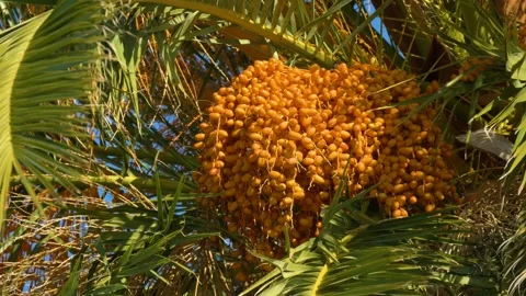 Fresh dates on palm tree close up Stock Footage 334655936