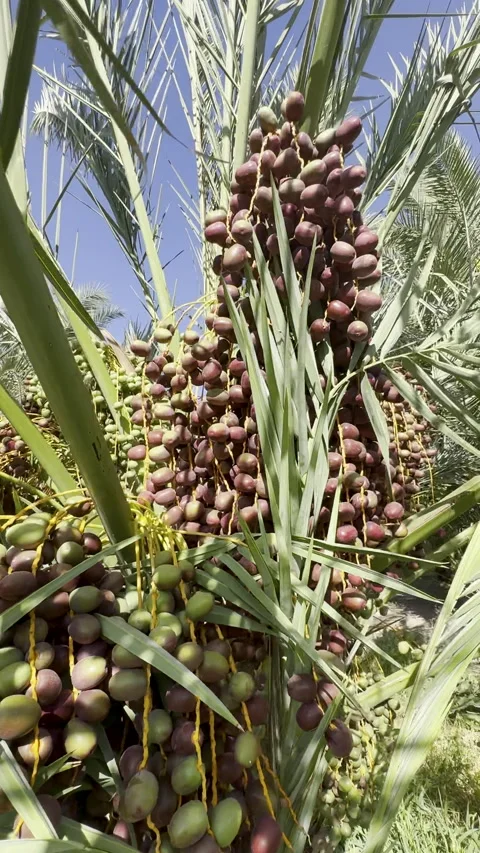 Fresh Dates Ripening on Palm Tree Under Desert Sun Vídeo Stock 326352841