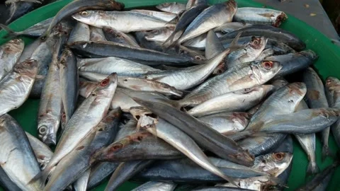 Fresh dead fish Stock Footage 247839077