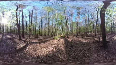 Fresh Deciduous forest, VR360, VR, 360VR, 360 Video Stock Footage 106831057