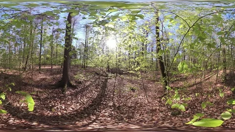 Fresh Deciduous forest, VR360, VR, 360VR, 360 Video Stock Footage 106831124