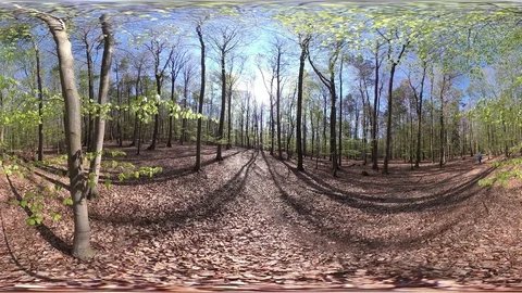 Fresh Deciduous forest, VR360, VR, 360VR, 360 Video Stock Footage 106831434