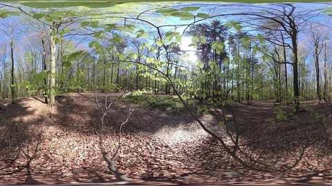 Fresh Deciduous forest, VR360, VR, 360VR, 360 Video Stock Footage 106831456