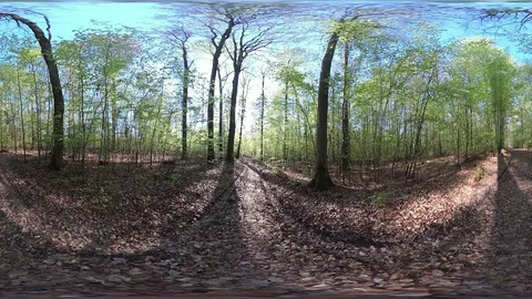Fresh Deciduous forest, VR360, VR, 360VR, 360 Video Stock Footage 106833081