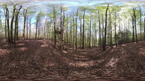Fresh Deciduous forest, VR360, VR, 360VR, 360 Video Stock Footage 106833280