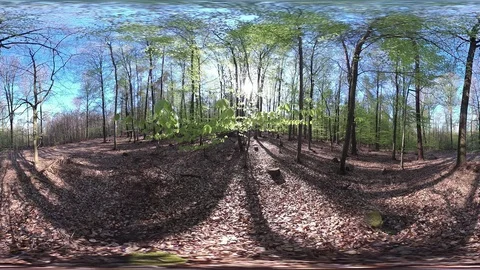 Fresh Deciduous forest, VR360, VR, 360VR, 360 Video Stock Footage 106833502