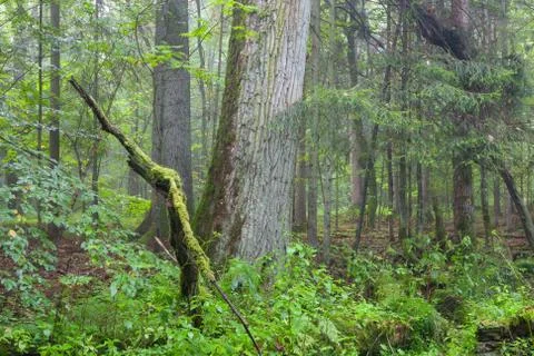 Fresh deciduous stand in summer with broken old oak and misty mixed forest in Stock Photos