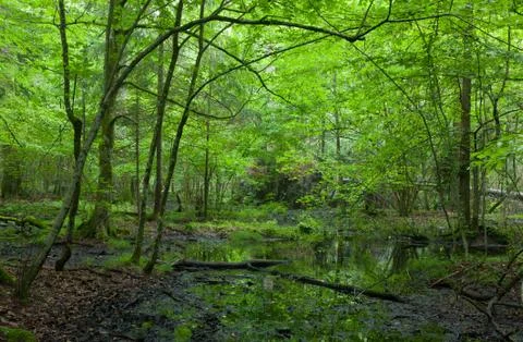 Fresh deciduous stand in summer Foto stock