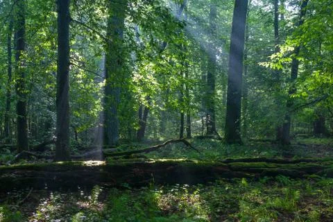 Fresh deciduous stand in summertime with dead broken hornbeam in foreground m Stock Photos