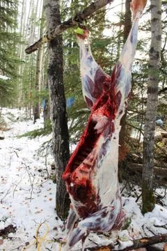 Fresh Deer Kill Hanging After Skinning Stock Photos