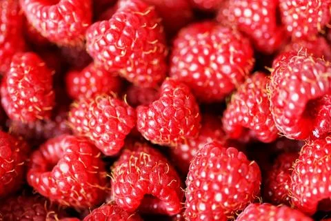 Fresh delicious raspberry background closeup Stock Photos