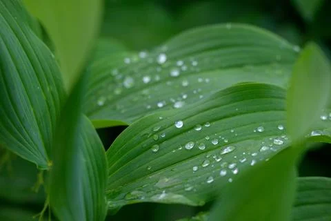 Fresh dew beads rest on broad, green leaves Stock Photos
