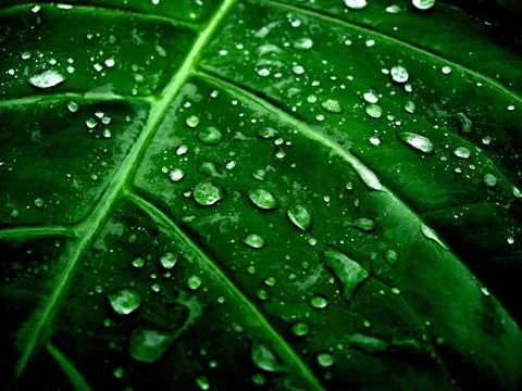Fresh dew droplets on a green leaf Stock Photos