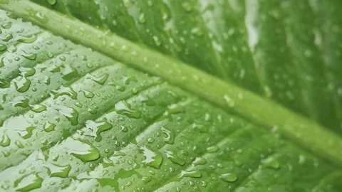 Fresh dew drops on green leaf after the rain in garden Stock Footage 290189864