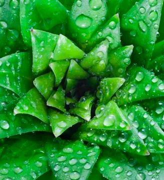 Fresh dew drops Foto stock
