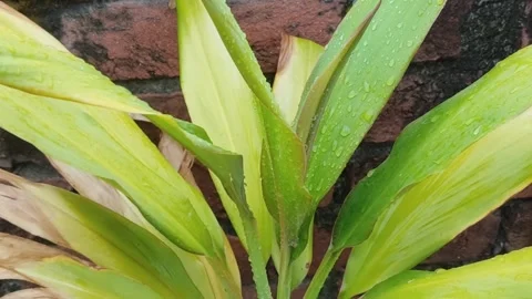 Fresh Dew on Hostas Leaves Stock Footage 340516720
