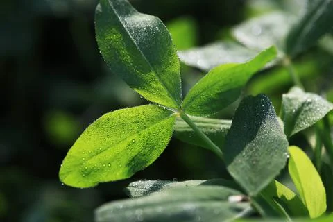 Fresh Dew on a Leave Stock Photos