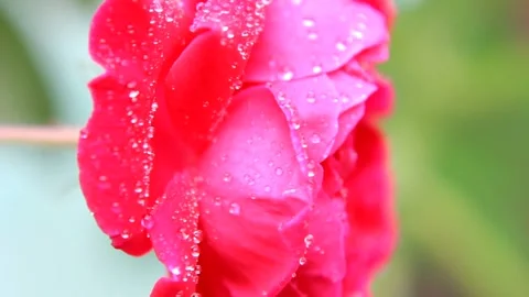 Fresh Dew on Red Rose 스톡 동영상 337408711