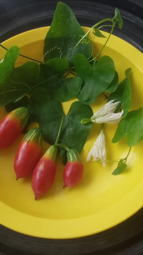 Fresh Diet, Vertical Video stock 297752317