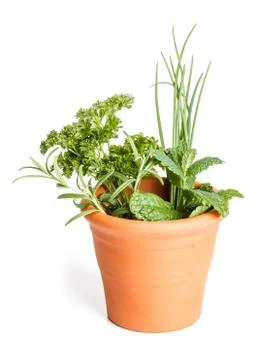 Fresh different herbs Stock Photos
