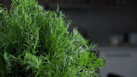 Fresh dill bunch fills frame with vivid green texture against blurred kitchen.4k Stock Footage 340323747