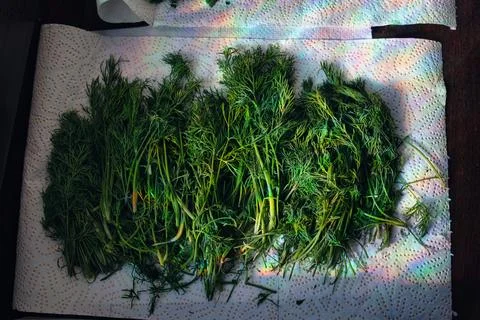 Fresh Dill Drying on a Windowsill in Sunlight Fotos de archivo