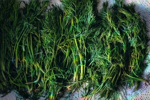 Fresh Dill Drying on a Windowsill in Sunlight Stockfoto's