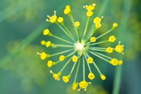 Fresh dill flower close up Stock Photos