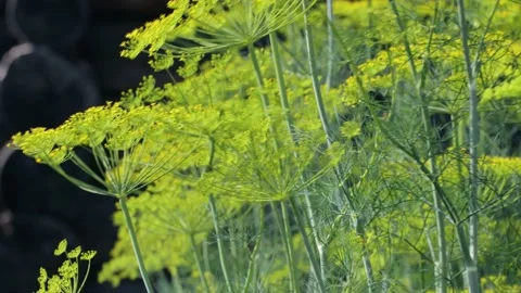 Fresh dill in garden closeup Stock Footage 141120380